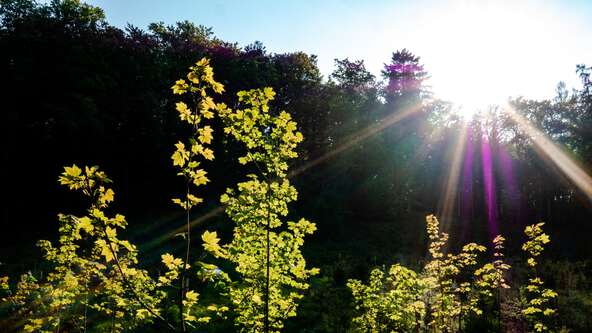 Discover the meaningful ways to honor loved ones with memorial trees and living tributes. Learn about DIY tree plantings, reforestation, and where to buy a memorial tree.