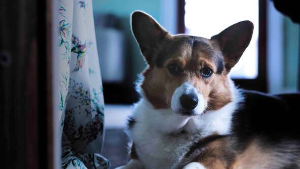 Learn how to support pets grieving the loss of their person with tips about anxiety, appetite, and the importance of routine.
