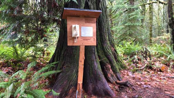 A Phone in the Forest Helps Grieving Talk with Loved Ones