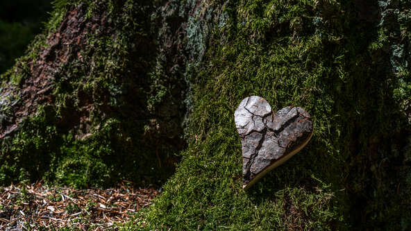 Greener Funeral Ideas: Eco-Friendly Alternatives for a Thoughtful Send-Off