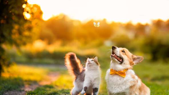 Discover sympathy and memorial gifts to comfort those who have lost a beloved pet. Our secure online store offers free shipping.