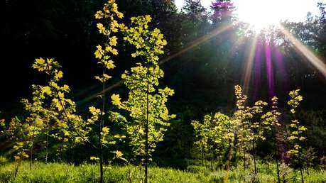 Discover the meaningful ways to honor loved ones with memorial trees and living tributes. Learn about DIY tree plantings, reforestation, and where to buy a memorial tree. 