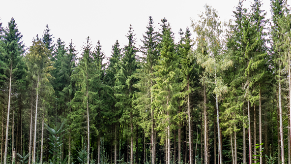 Plant a memorial tree to honor a loved one and create a lasting tribute. Support reforestation, combat climate change, and receive a personalized e-certificate.
