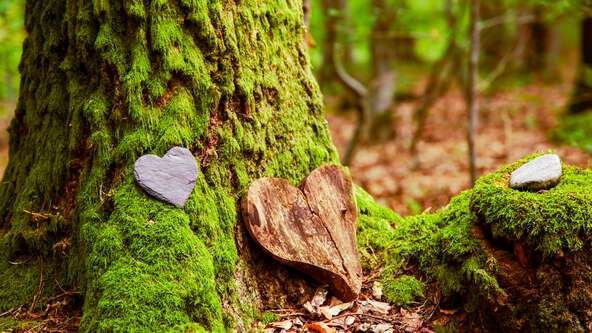 Discover what makes a funeral “greener,” from natural burials to water cremation. Learn eco-friendly options, costs, and considerations for a sustainable farewell.