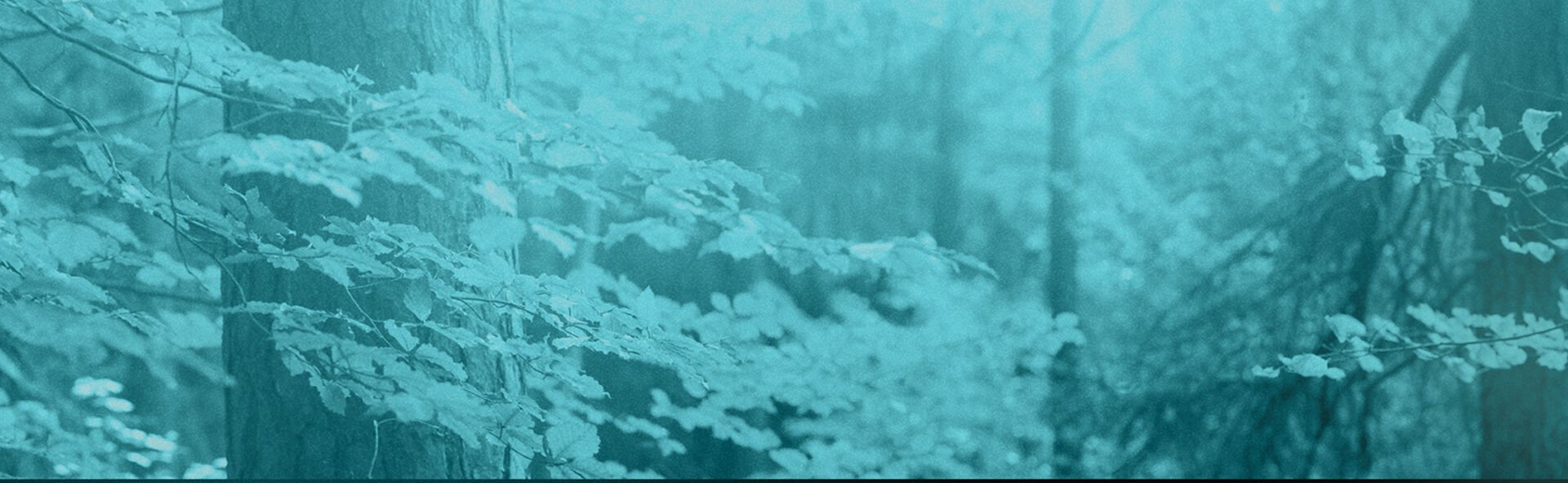 NY TJ IMAGE 1920x592.jpg