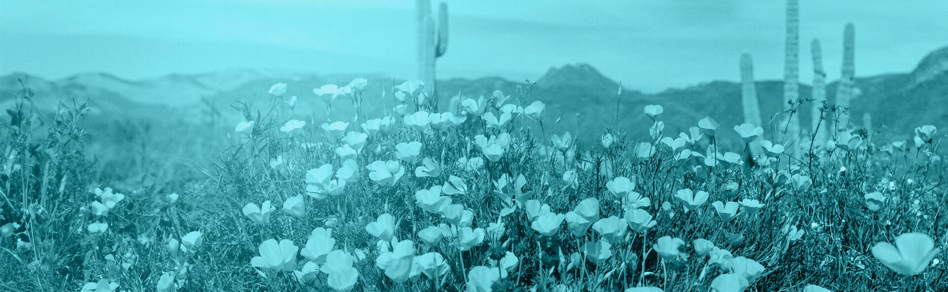 Desert Lawn Memorial Gardens  locationbanner