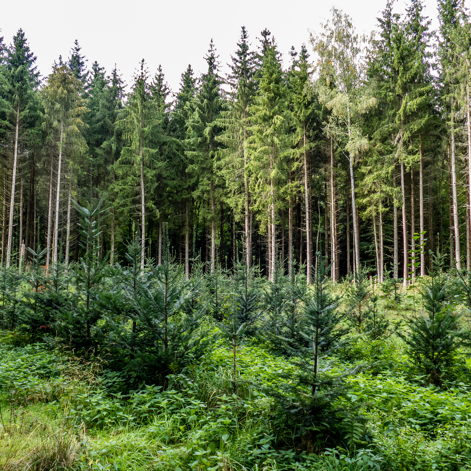 Memorial Tree - 1 Tree image number 2