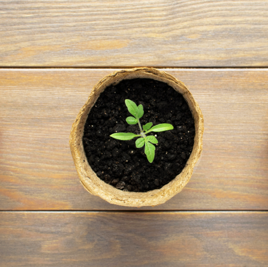 Memorial Tree - 1 Tree
