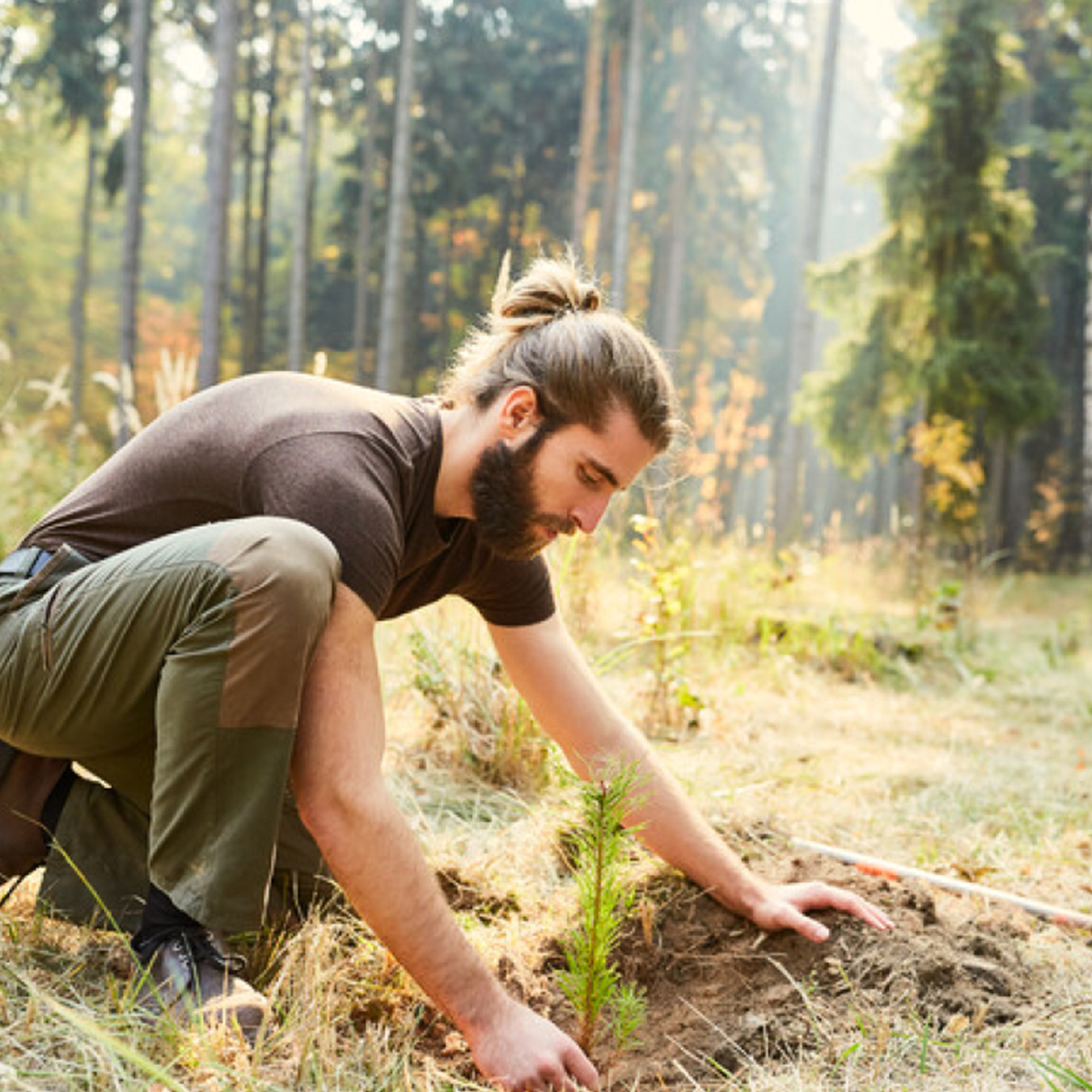 Memorial Tree - 1 Tree image number 3